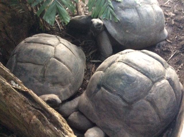 Our tortoises